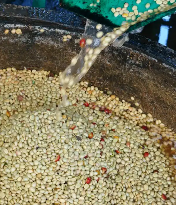 Pulped Wet Method Coffee